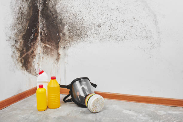 Best Attic Mold Removal  in Moss Beach, CA