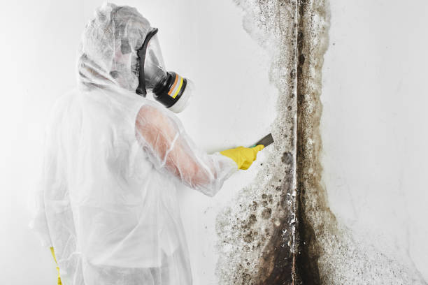 Best Commercial Mold Removal  in Moss Beach, CA