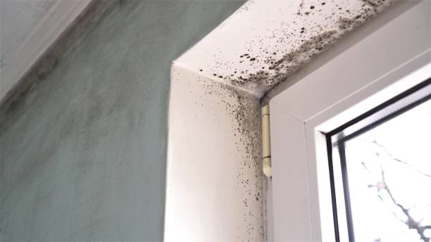 Best Black Mold Removal  in Moss Beach, CA