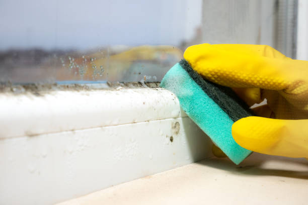 Best Same-Day Mold Removal  in Moss Beach, CA