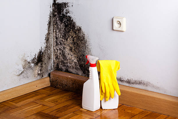 Best Mold Removal and Inspection  in Moss Beach, CA