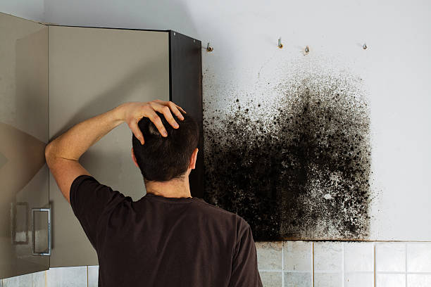 Crawl Space Mold Removal in Moss Beach, CA