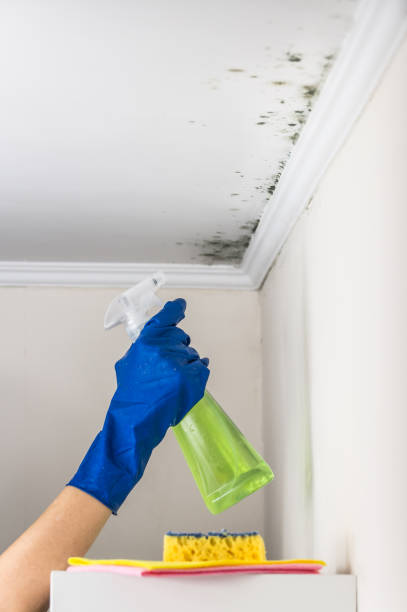 Best Mold Removal Company Near Me  in Moss Beach, CA